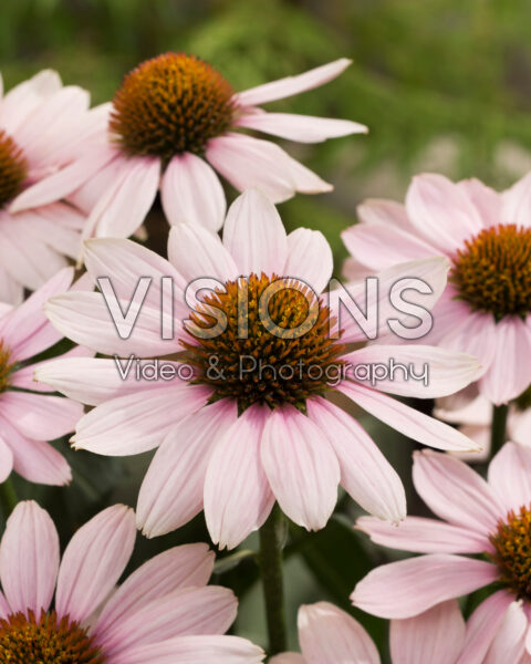 Echinacea Pink Skipper