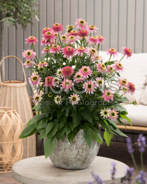 Echinacea purpurea Butterfly Kisses Echinacea purpurea Butterfly Kisses
