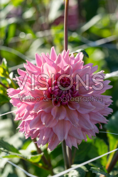 Dahlia La Belle Epoque