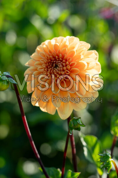 Dahlia Ralphie Dahlia Ralphie