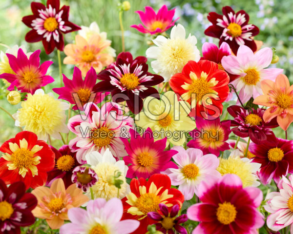 Dahlia Pollinator mix Dahlia Pollinator mix