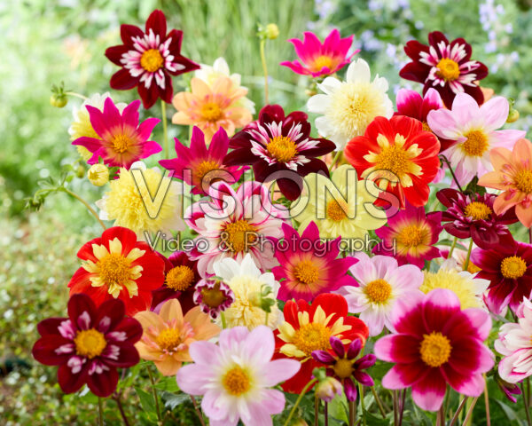 Dahlia Pollinator mix Dahlia Pollinator mix
