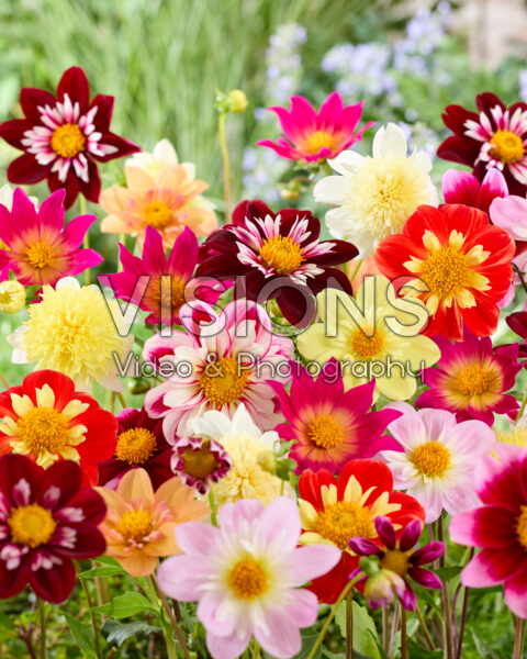 Dahlia Pollinator mix Dahlia Pollinator mix