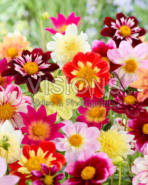 Dahlia Pollinator mix Dahlia Pollinator mix