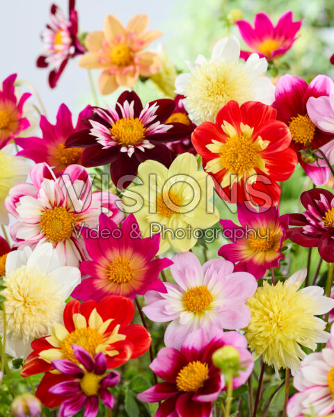 Dahlia Pollinator mix
