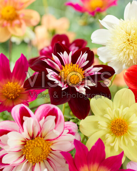 Dahlia Pollinator mix Dahlia Pollinator mix