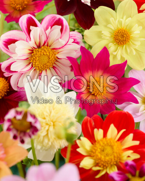 Dahlia Pollinator mix