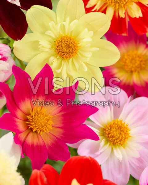 Dahlia Pollinator mix