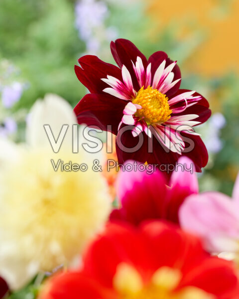 Dahlia Joyful Investment Dahlia Joyful Investment