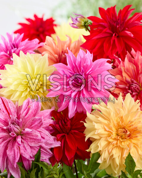 Grootbloemige dahlia mix