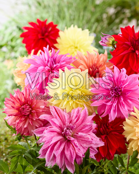 Grootbloemige dahlia mix Grootbloemige dahlia mix