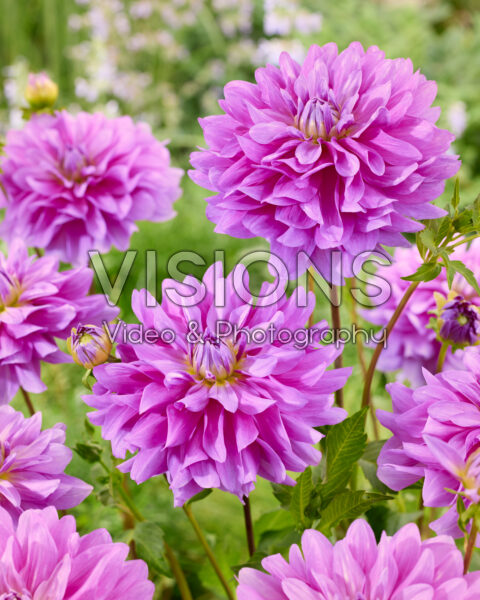 Dahlia Bluetiful Dahlia Bluetiful