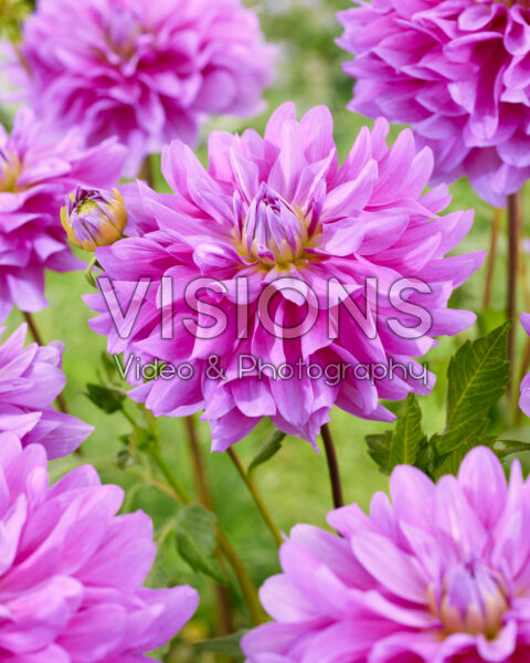Dahlia Bluetiful Dahlia Bluetiful