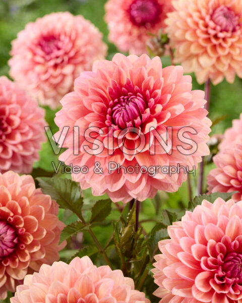 Dahlia Sweet Sanne Dahlia Sweet Sanne