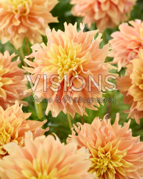 Dahlia Tyrell Dahlia Tyrell