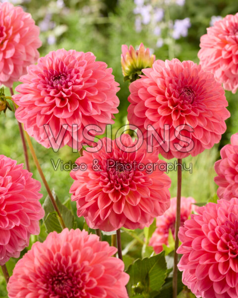 Dahlia Pink Runner Dahlia Pink Runner