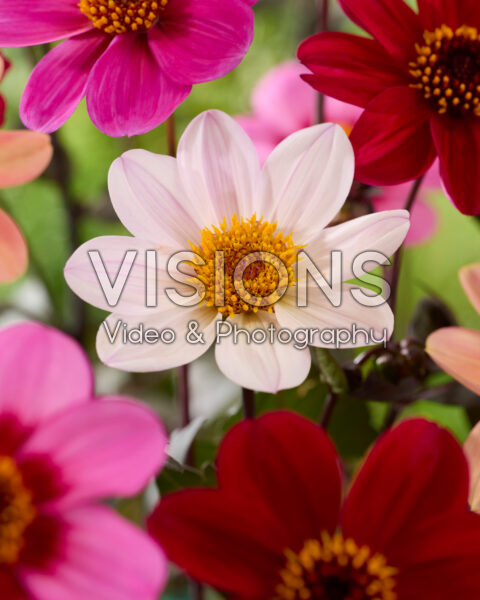 Dahlia HS Princess® Dahlia HS Princess®