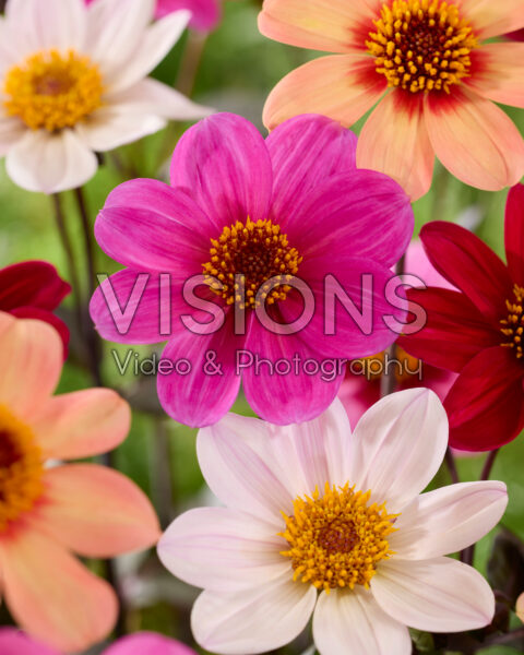 Dahlia HS JulietĀ® Dahlia HS JulietĀ®
