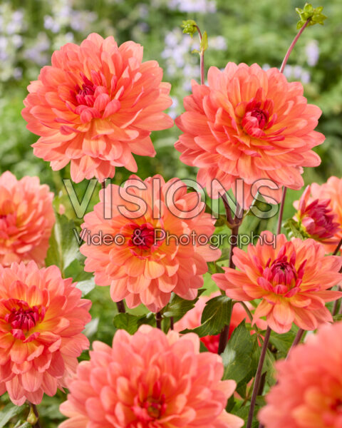 Dahlia Cheerleader Dahlia Cheerleader