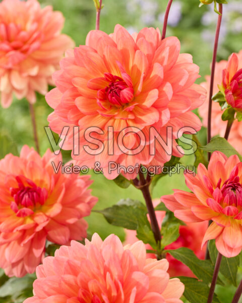 Dahlia Cheerleader Dahlia Cheerleader