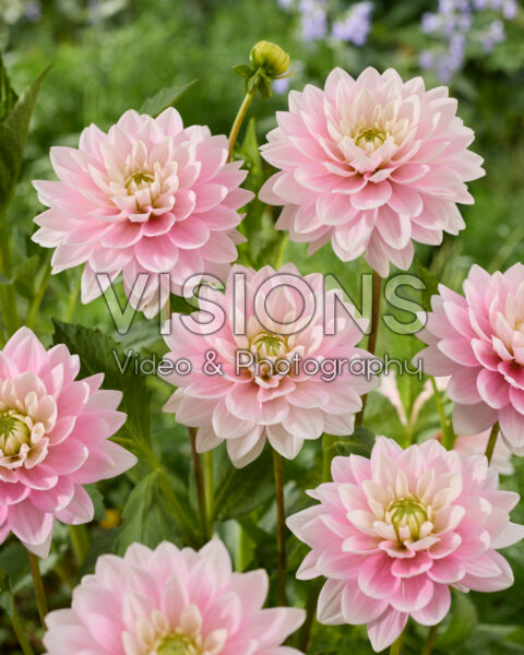 Dahlia Dapex Pink Delight Dahlia Dapex Pink Delight