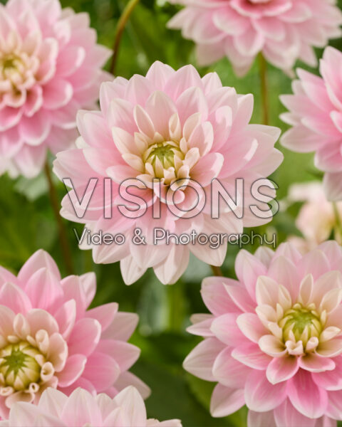 Dahlia Dapex Pink Delight Dahlia Dapex Pink Delight