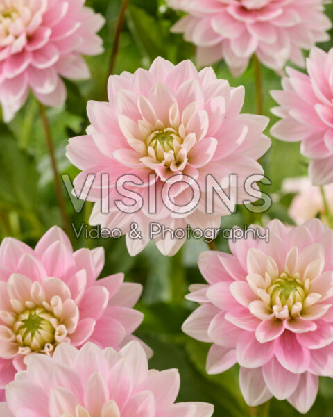 Dahlia Dapex Pink Delight