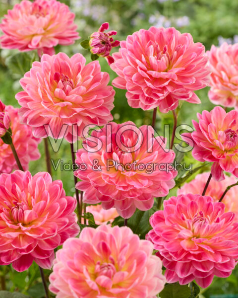 Dahlia Hapet Elite Dahlia Hapet Elite