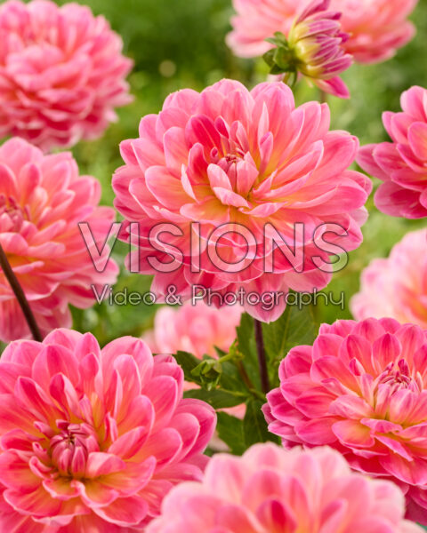Dahlia Hapet Elite Dahlia Hapet Elite