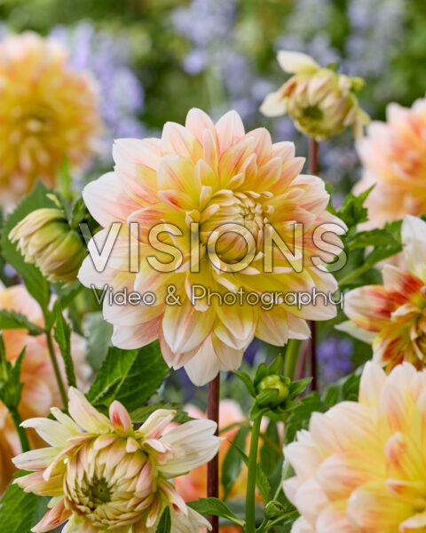 Dahlia Peaches and Cream