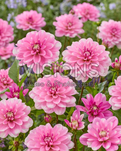 Dahlia Pink Perception