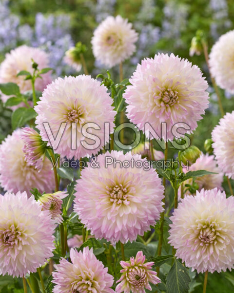 Dahlia Sakura Fubuki