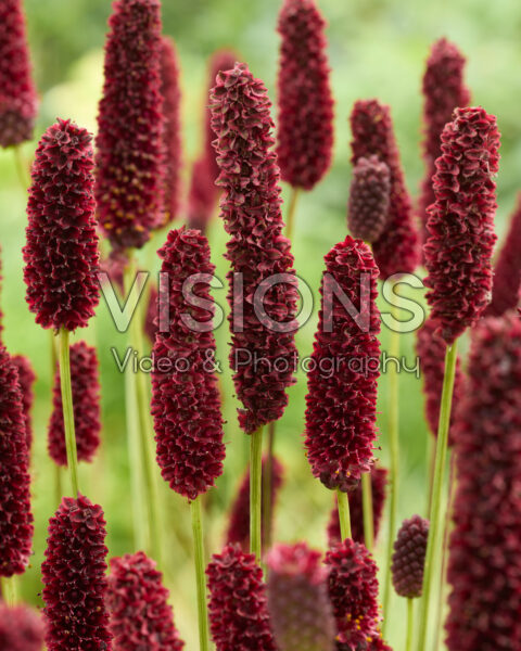 Sanguisorba Fall Dream