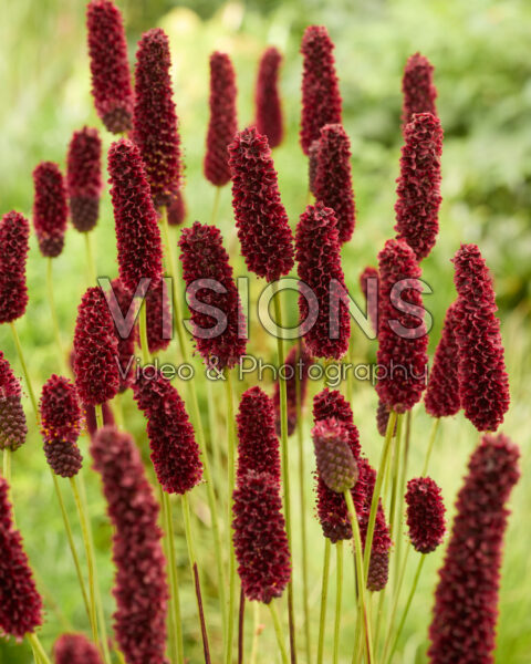 Sanguisorba Fall Dream