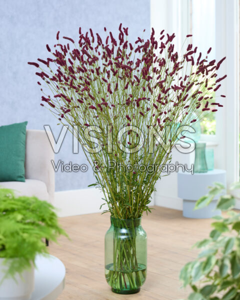 Sanguisorba Fall Dream