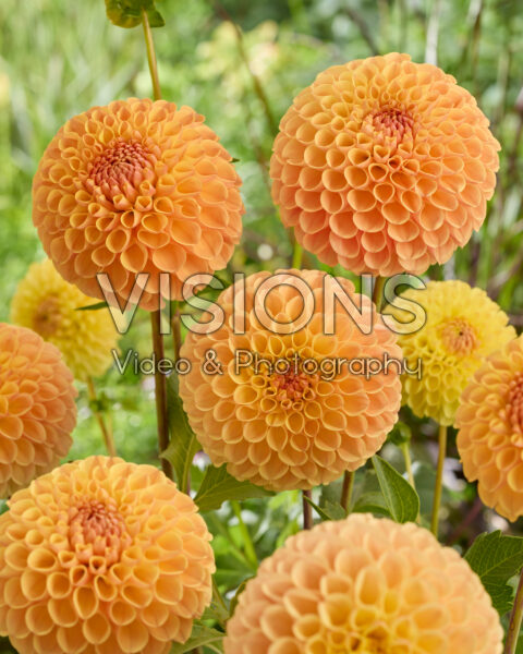 Dahlia Jowey Chris | Visions Pictures