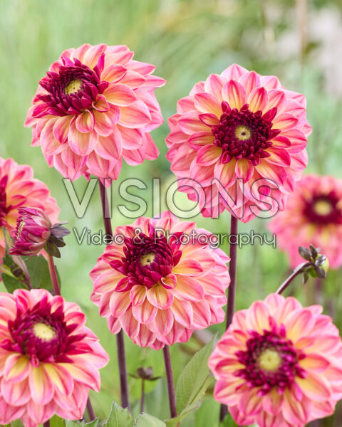 Dahlia E Dahlia E