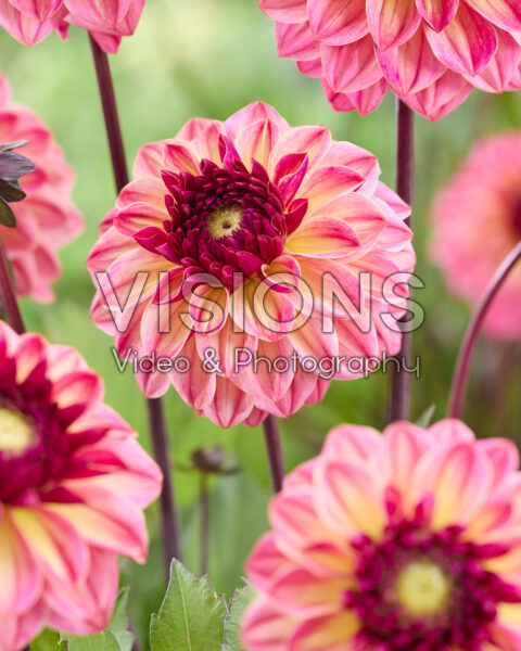 Dahlia E Dahlia E