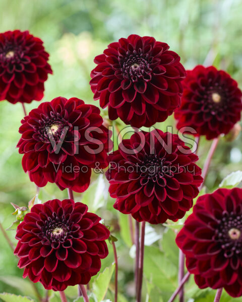 Dahlia A Dahlia A