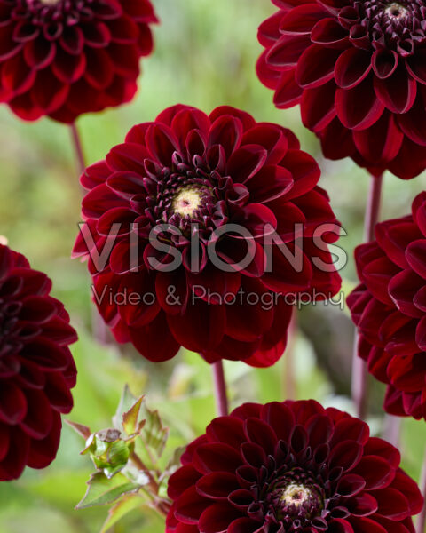 Dahlia A Dahlia A