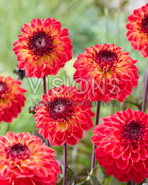 Dahlia B Dahlia B