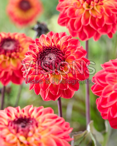 Dahlia B Dahlia B