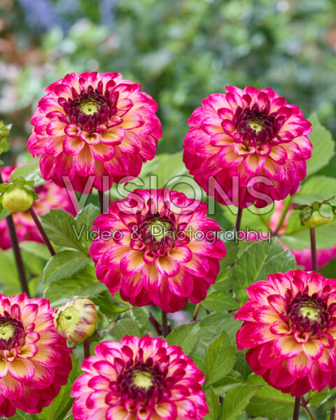 Dahlia Magic Mellie