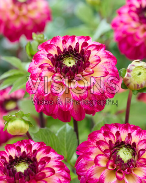 Dahlia D Dahlia D