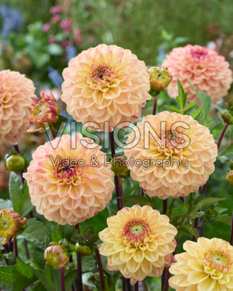 Dahlia F Dahlia F