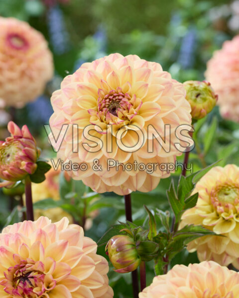 Dahlia F Dahlia F
