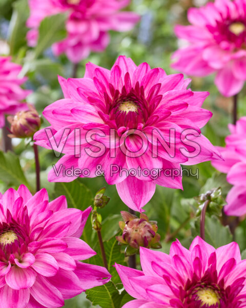 Dahlia Ravelli Dahlia Ravelli