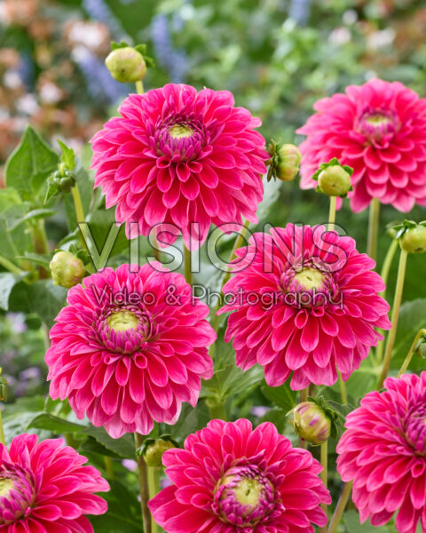 Dahlia C Dahlia C