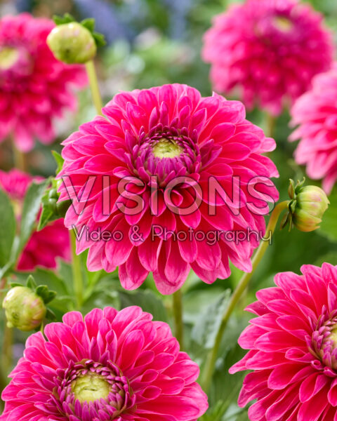 Dahlia C Dahlia C