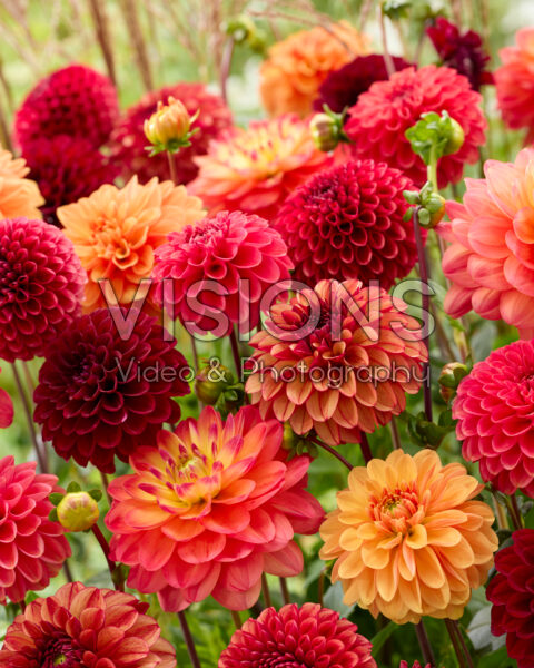 Dahlia Indian Summer mix Dahlia Indian Summer mix